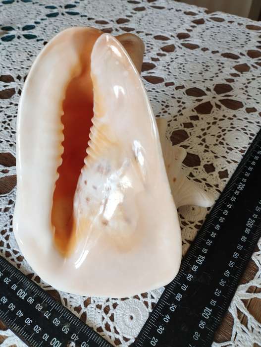 Shell Large conch shell