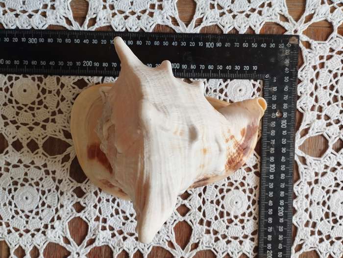 Shell Large conch shell