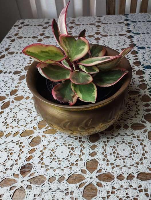 Planter Brass plated copper planter med-large