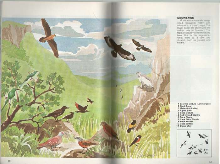 A BEGINNERS GUIDE TO OUR BIRDS , A WILDLIFE HANDBOOK - J O OLIVER (REPRINT 1986)