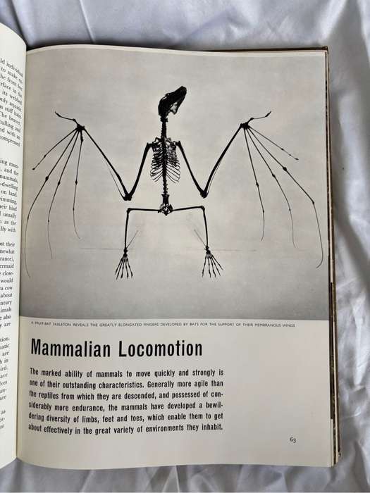 The Mammals Life Nature Library 1965 Vintage Book