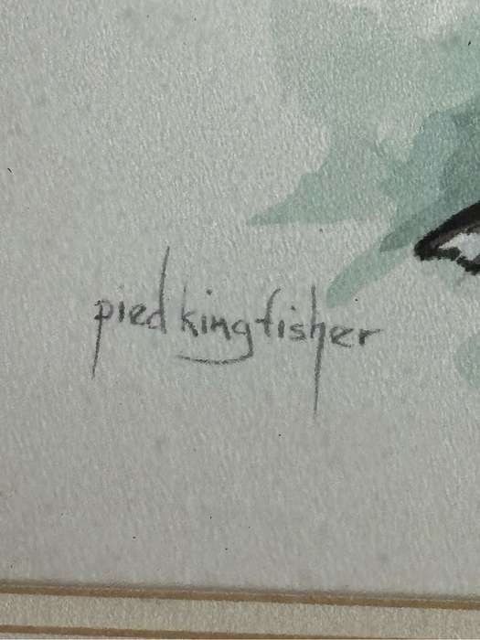 Painting Pied Kingfisher by PD Smith Watercolour