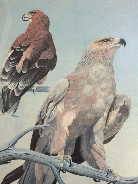Kenneth Newman Photolithographic Print Two Eagles