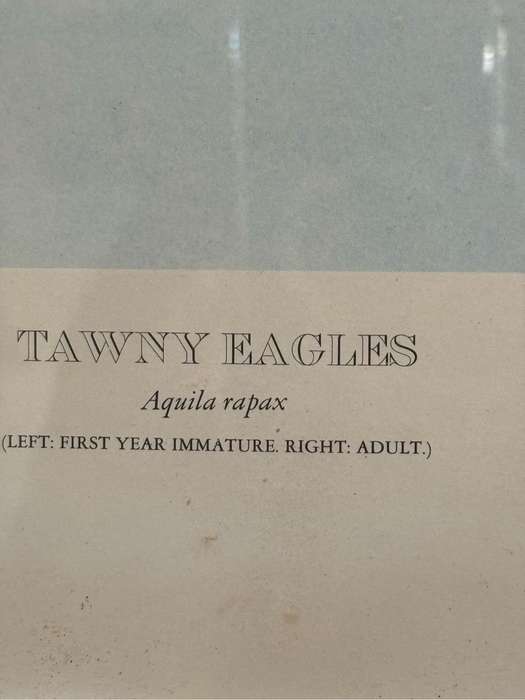 Kenneth Newman Photolithographic Print Two Eagles