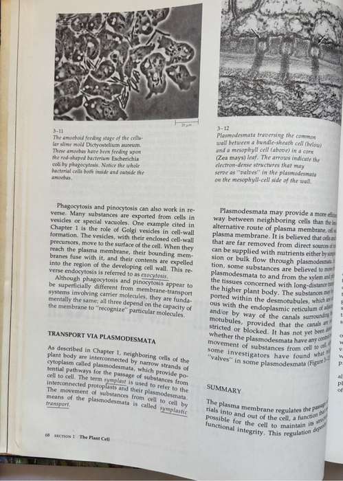 Biology of Plants 3rd Edition Peter H Raven, Ray F Evert