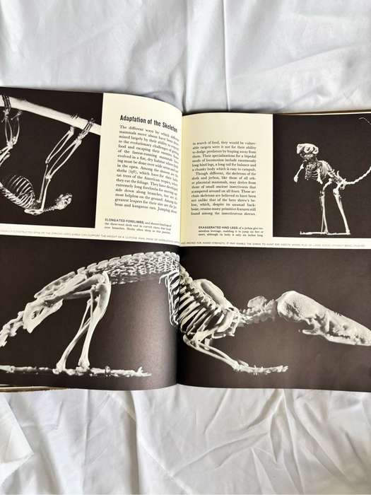The Mammals Life Nature Library 1965 Vintage Book