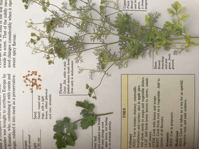 Herbs   + Scrubs and trees for the garden Lot of 2 books