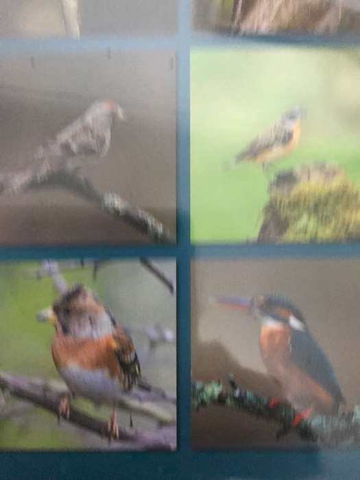 Birds Calendar 2023 Sealed