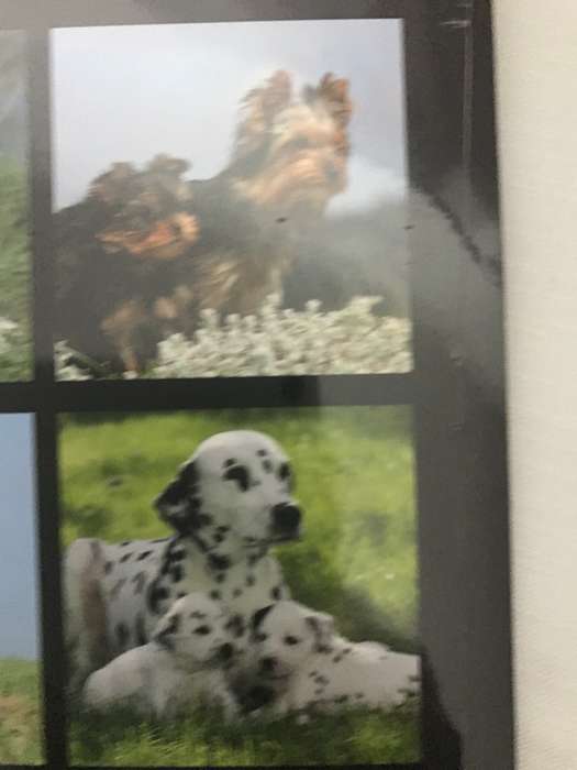 Dogs and Puppies calendar 2023 Sealed New
