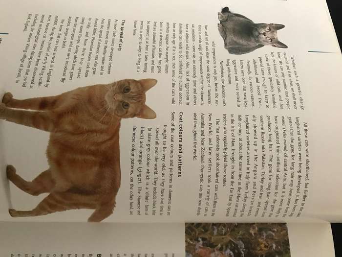 The Cat owner Handbook