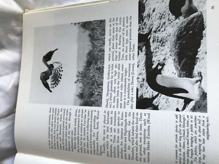 Birds of the World: Their Life and Habits Barruel, Paul
