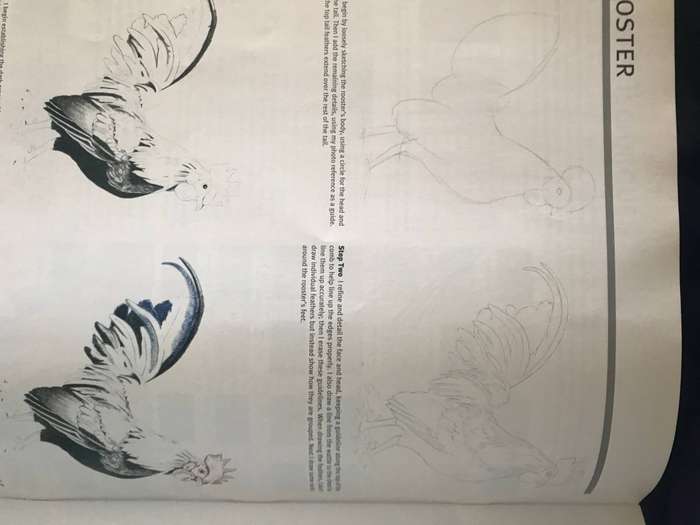 How to draw and paint: Animals leran to draw with colored pencil step by step
