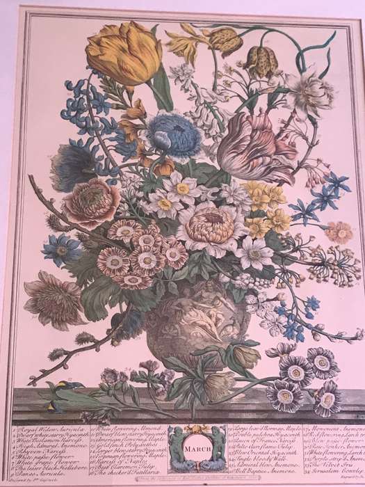 Vintage Print 12 Months of Flowers- March Robert Furber 1730 Gold Metal Frame 64cm x 54cm