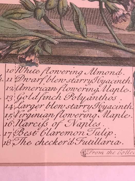 Vintage Print 12 Months of Flowers- March Robert Furber 1730 Gold Metal Frame 64cm x 54cm