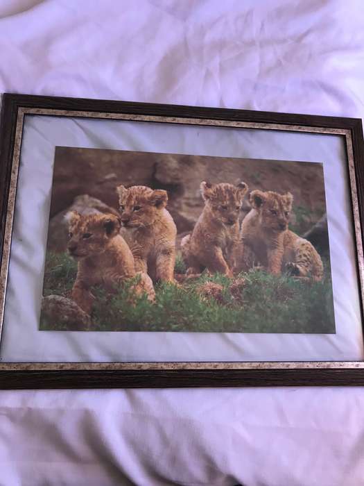 Picture Photo Print Four Lion Cubs  34cm x 53.5 cm Beautiful frame 54cm x 74cm in. glass