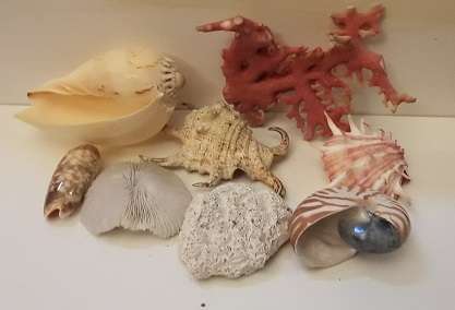 Sea Shells and Coral