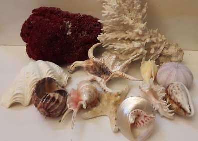 Sea Shells and Coral