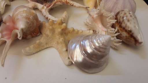 Sea Shells and Coral