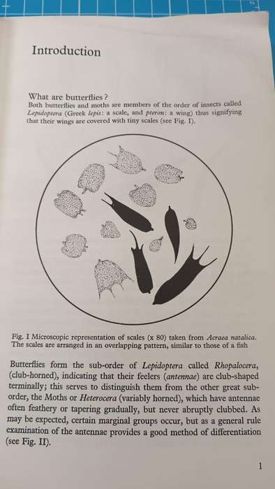 Butterflies of Zimbabwe