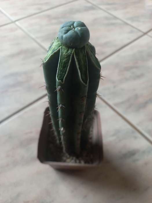 Lophophora williamsii Grafted