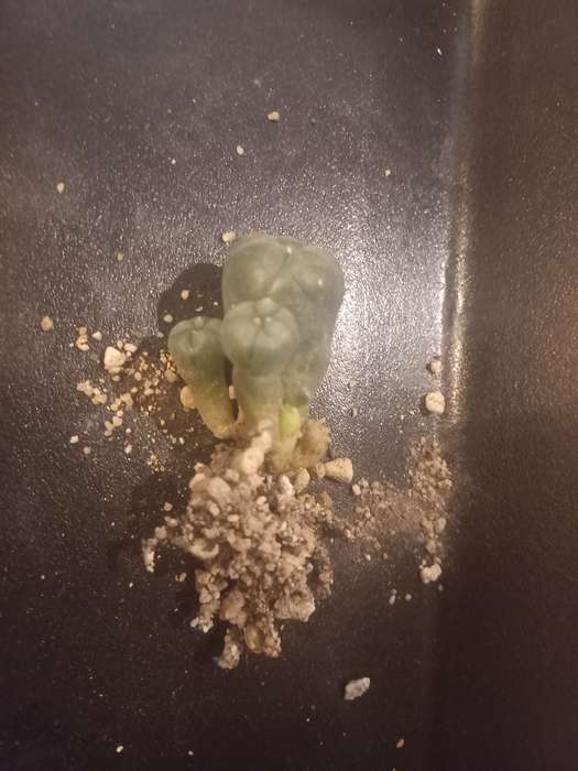 Lophophora williamsii Caespitosa