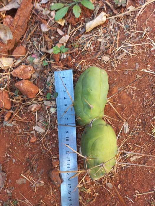 Trichocereus bridgessii monstrose 14cm rooted