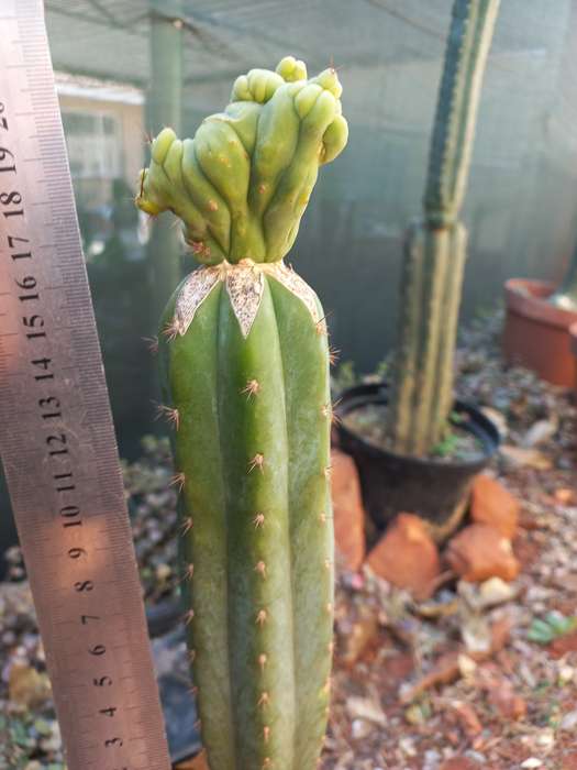 Trichocereus bridgessii monstrose cristata grafted