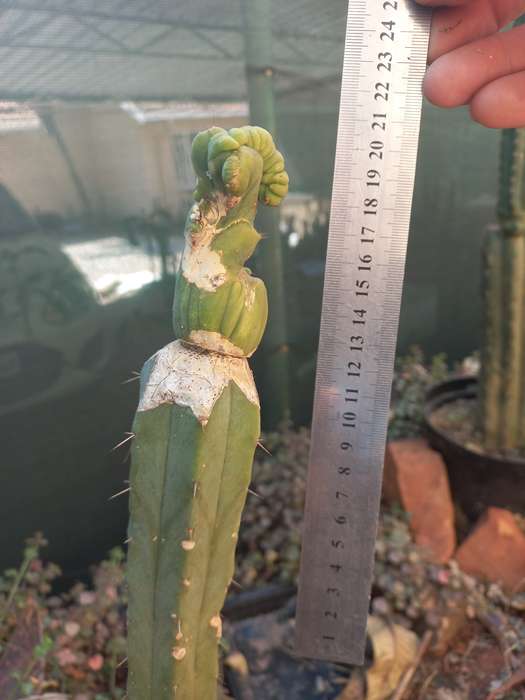 Trichocereus bridgessii monstrose cristata grafted