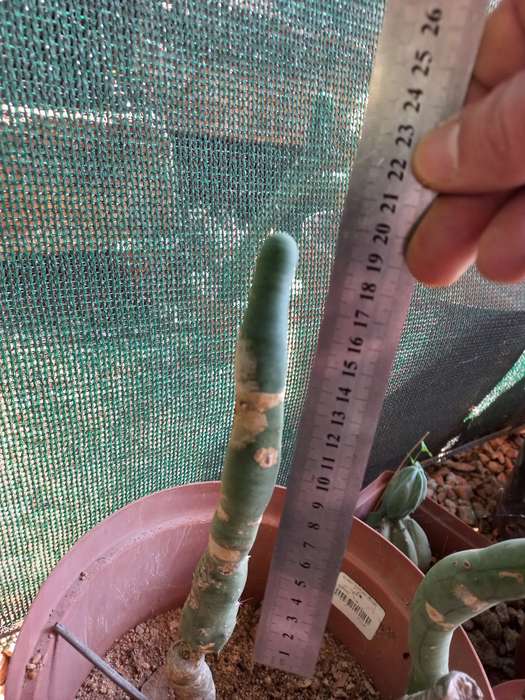 Trichocereus bridgessii monstrose long form