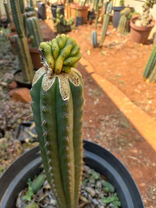 Variegated San pedro cactus crest grafted