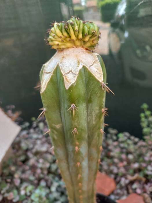 Variegated San pedro cactus crest grafted