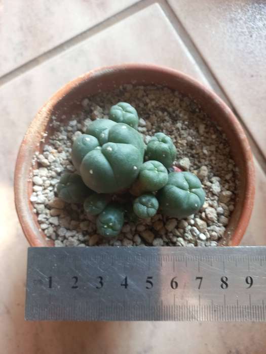 Lophophora williamsii Caespitosa 12 pups