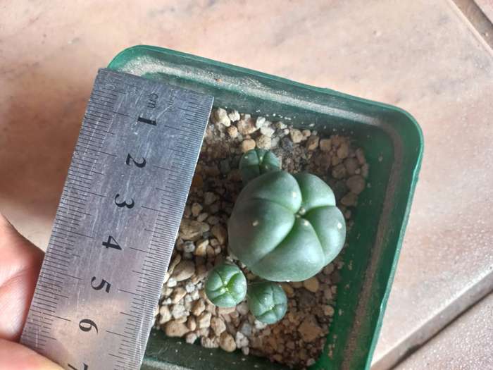 Lophophora williamsii Caespitosa 3 pups