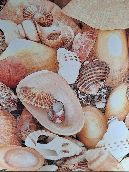 Beautiful print of original photo by Namibian photographer - Shells - Canvas Blocked