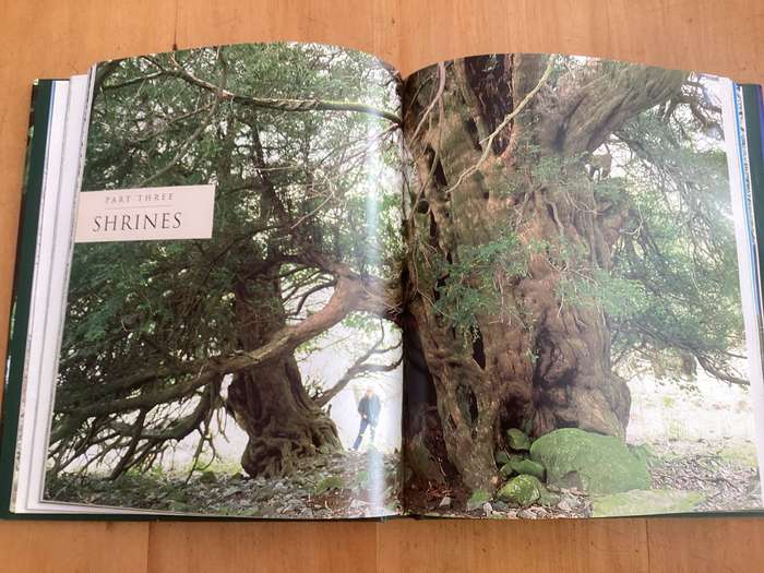 Meetings with REMARKABLE TREES. by Thomas Packenham. Hardcover. VGood condition.