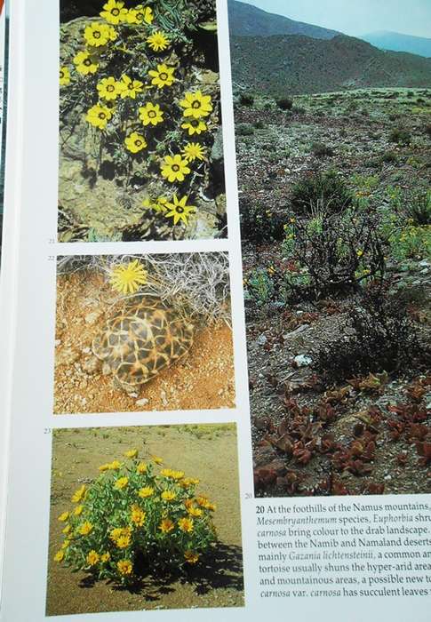 Namibia- A Thirstland Wilderness - Lambrechts