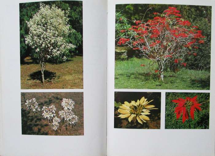 The Beautiful Plants of Kenya