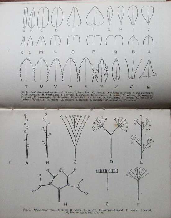 A Southern Rhodesian Botanical Dictionary of Native and English Plant Names