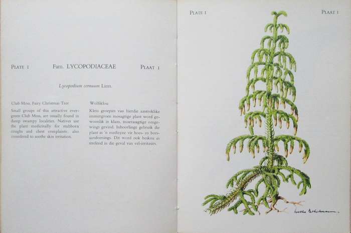 The Flowering Plants of Tsitsikama Forest and Coastal National Park