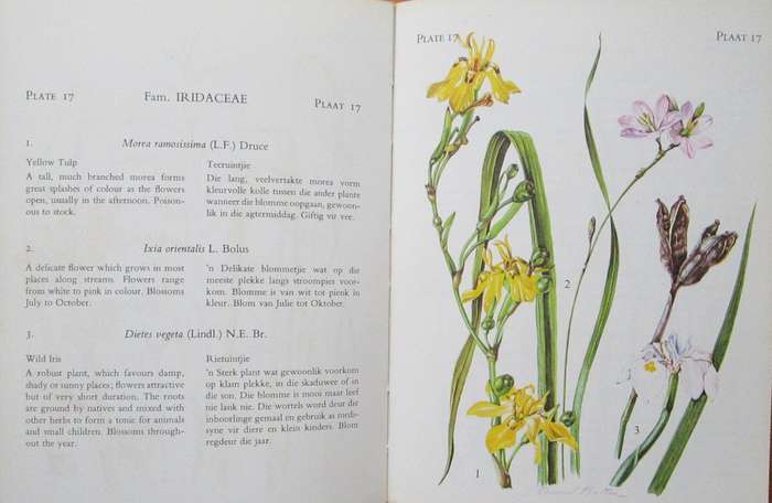 The Flowering Plants of Tsitsikama Forest and Coastal National Park