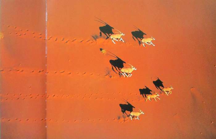 Bird's Eye View an Aerial Journey Over Wild Africa
