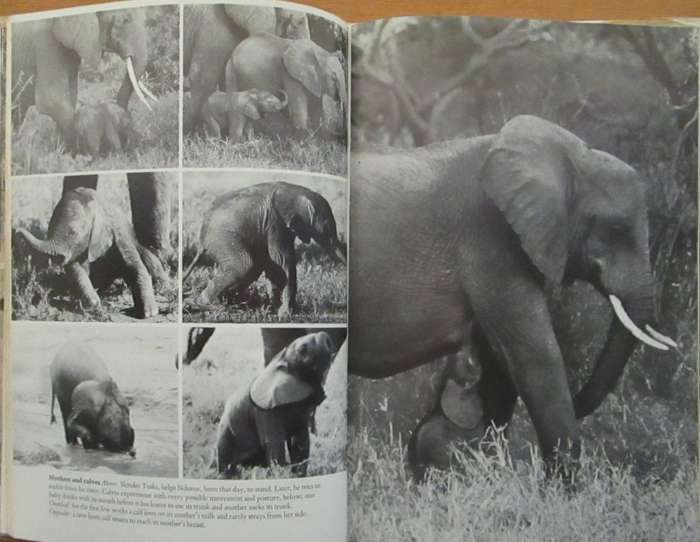 Among the Elephants