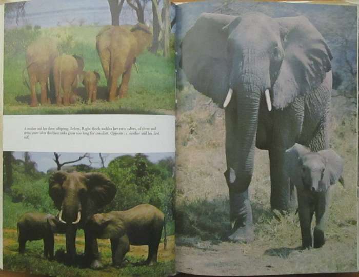Among the Elephants