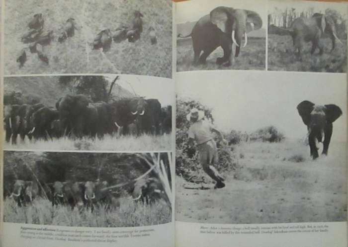 Among the Elephants
