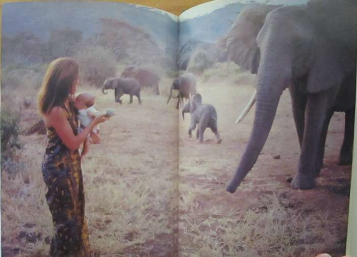 Among the Elephants