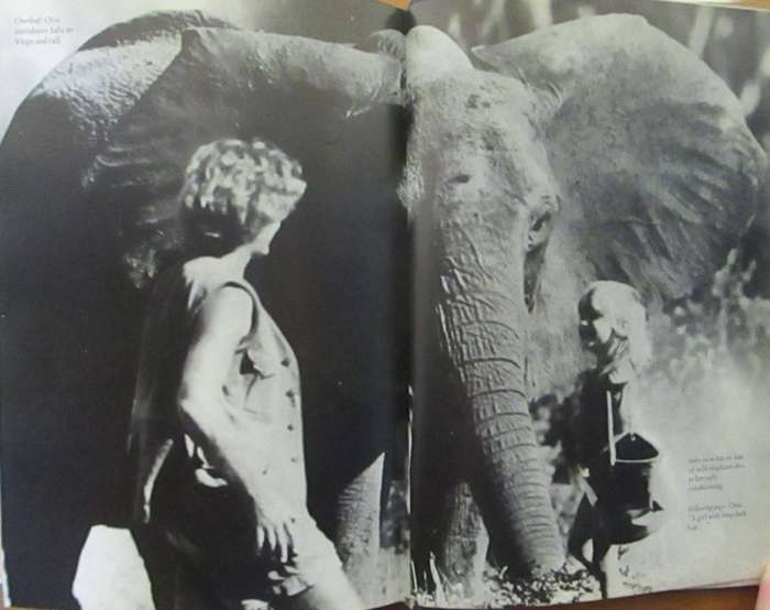 Among the Elephants