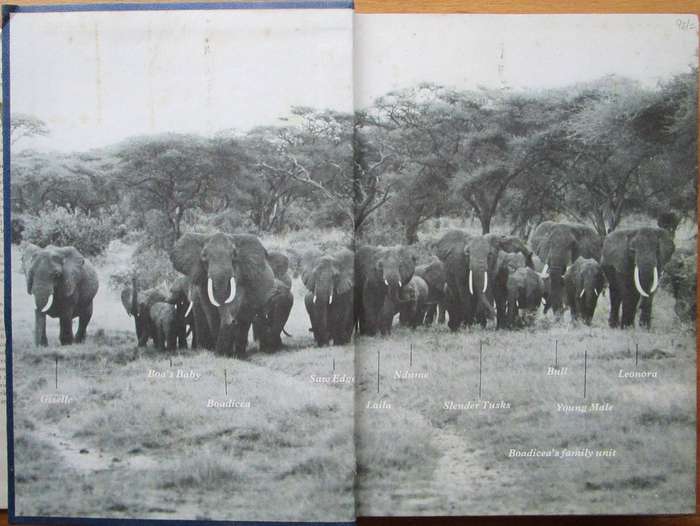 Among the Elephants