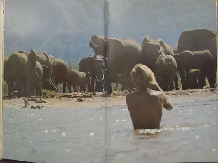 Among the Elephants