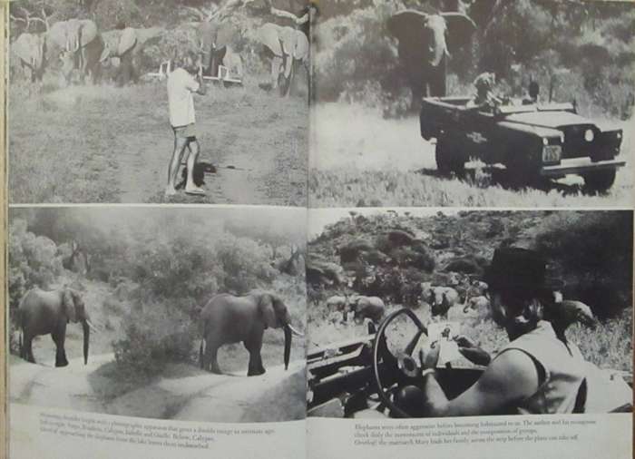 Among the Elephants
