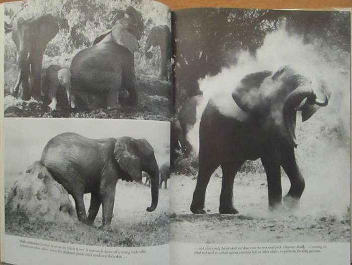 Among the Elephants
